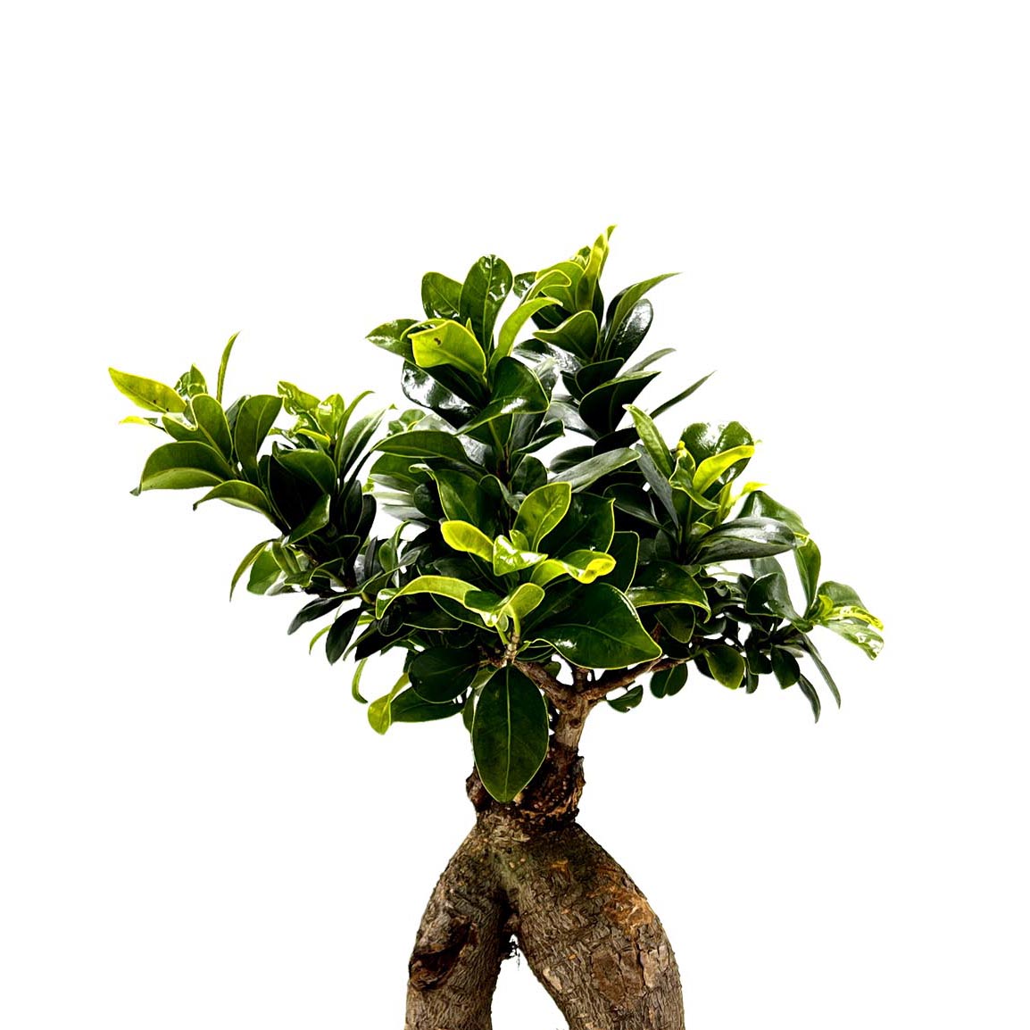 Bomboniere green: Bonsai Ficus Microcarpa Ginseng - Bonsai-microcarpa-ginseng
