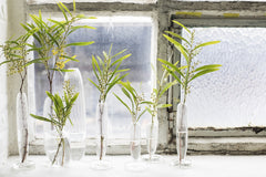 Vaso Bonseki : Vasi in vetro di design - B0818001