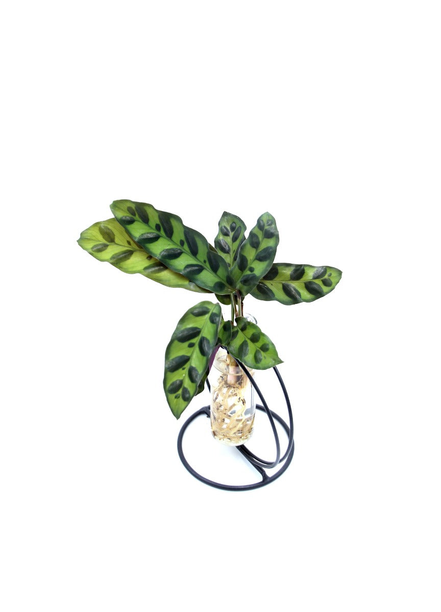 Calathea Idroponica in provetta - Calathea_in_provetta