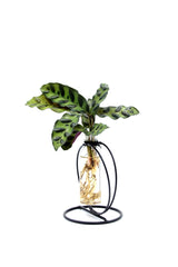 Calathea Idroponica in provetta - Calathea_in_provetta