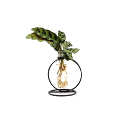 Calathea Idroponica in provetta - Calathea_in_provetta