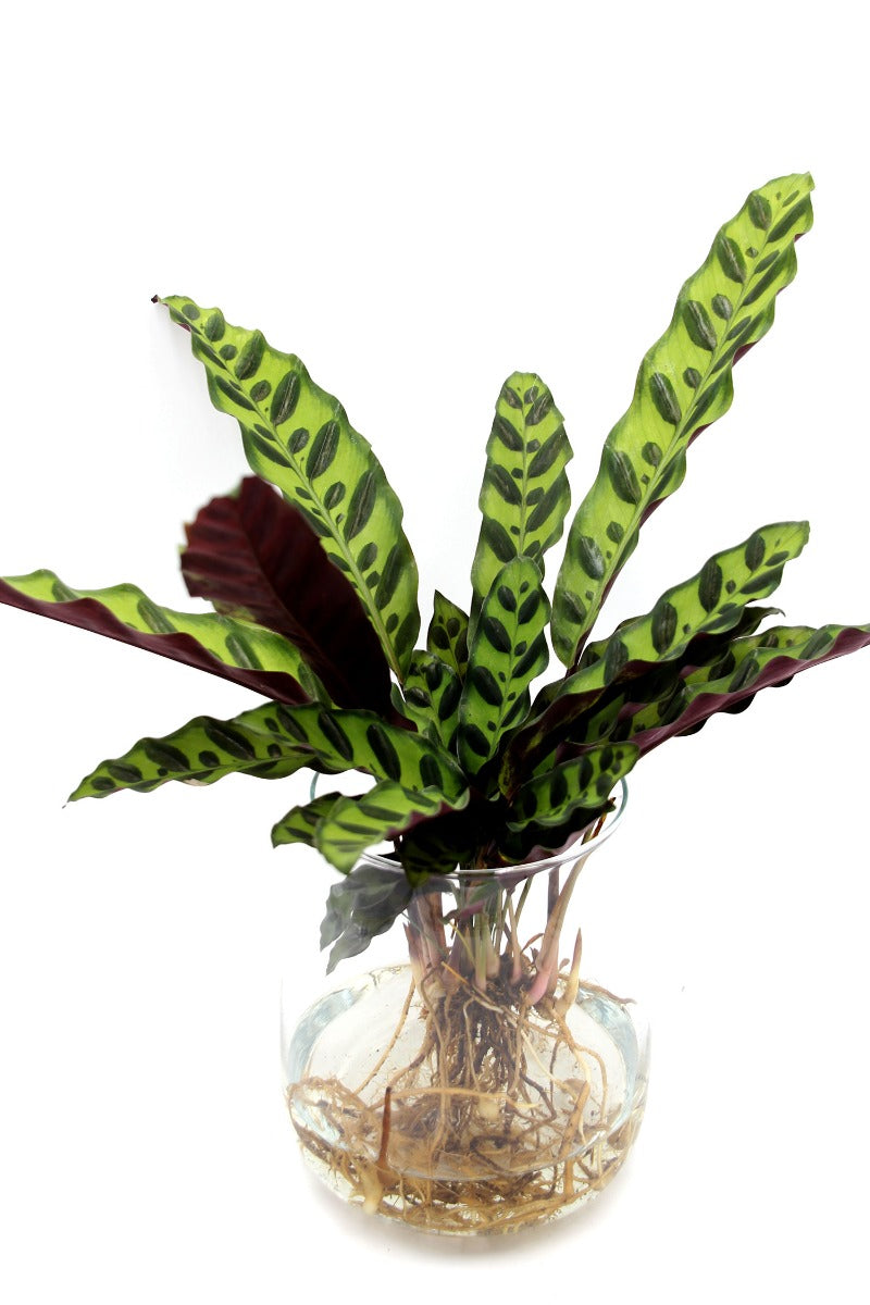 Calathea idroponica in vaso di vetro svasato - calathea_idro_vetro_svasato