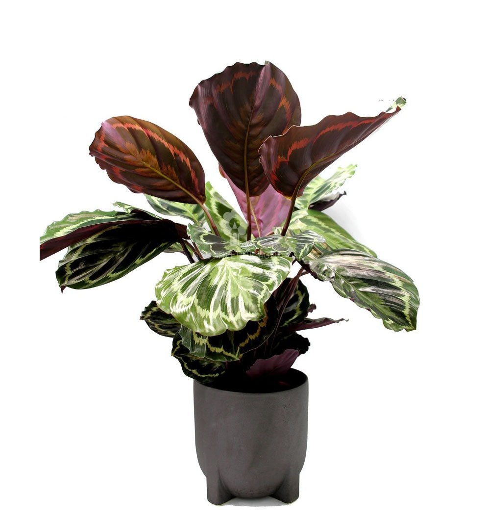 Calathea Medallion : piante verdi da appartamento - Calathea medallion
