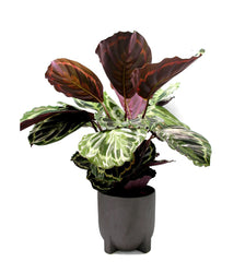 Calathea Medallion : piante verdi da appartamento - Calathea medallion