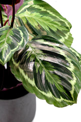 Calathea Medallion : piante verdi da appartamento - Calathea medallion