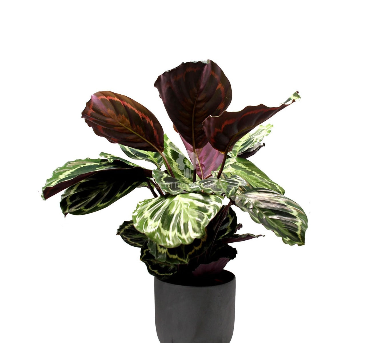 Calathea Medallion : piante verdi da appartamento - Calathea medallion