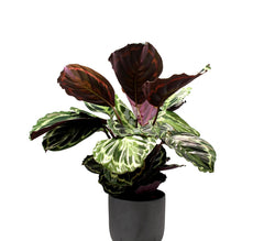 Calathea Medallion : piante verdi da appartamento - Calathea medallion
