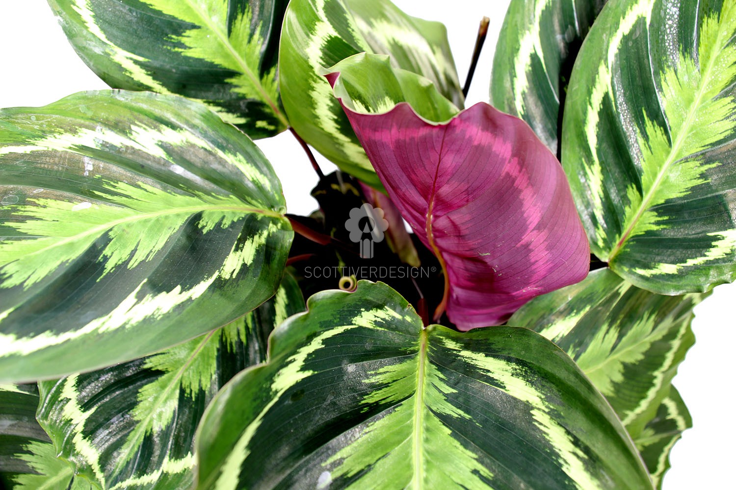 Calathea Medallion : piante verdi da appartamento - Calathea medallion