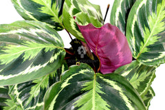 Calathea Medallion : piante verdi da appartamento - Calathea medallion