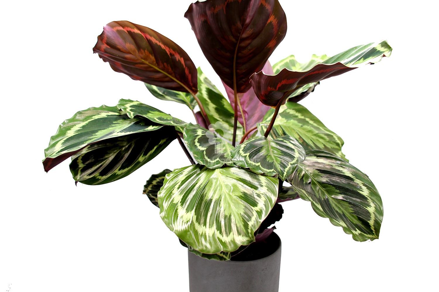 Calathea Medallion : piante verdi da appartamento - Calathea medallion