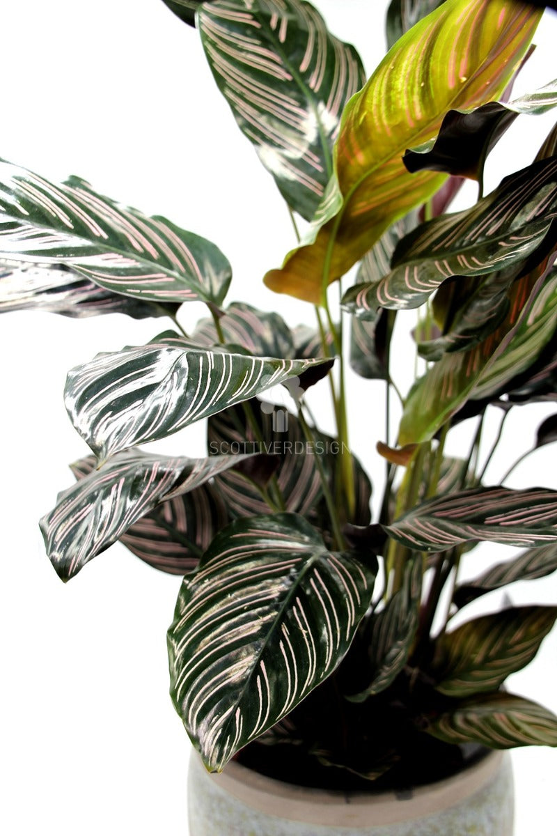 Calathea Sanderiana : Piante verdi da appartamento - calathea-sanderiana-vaso-19