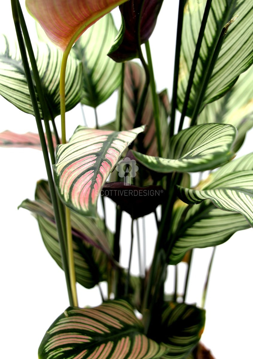 Calathea Majestica Whitestar : Piante verdi da appartamento - Calathea-whitestar-vaso19