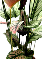 Calathea Majestica Whitestar : Piante verdi da appartamento - Calathea-whitestar-vaso19