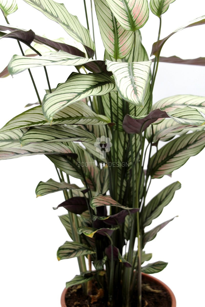 Calathea Majestica Whitestar : Piante verdi da appartamento - Calathea-whitestar-vaso19