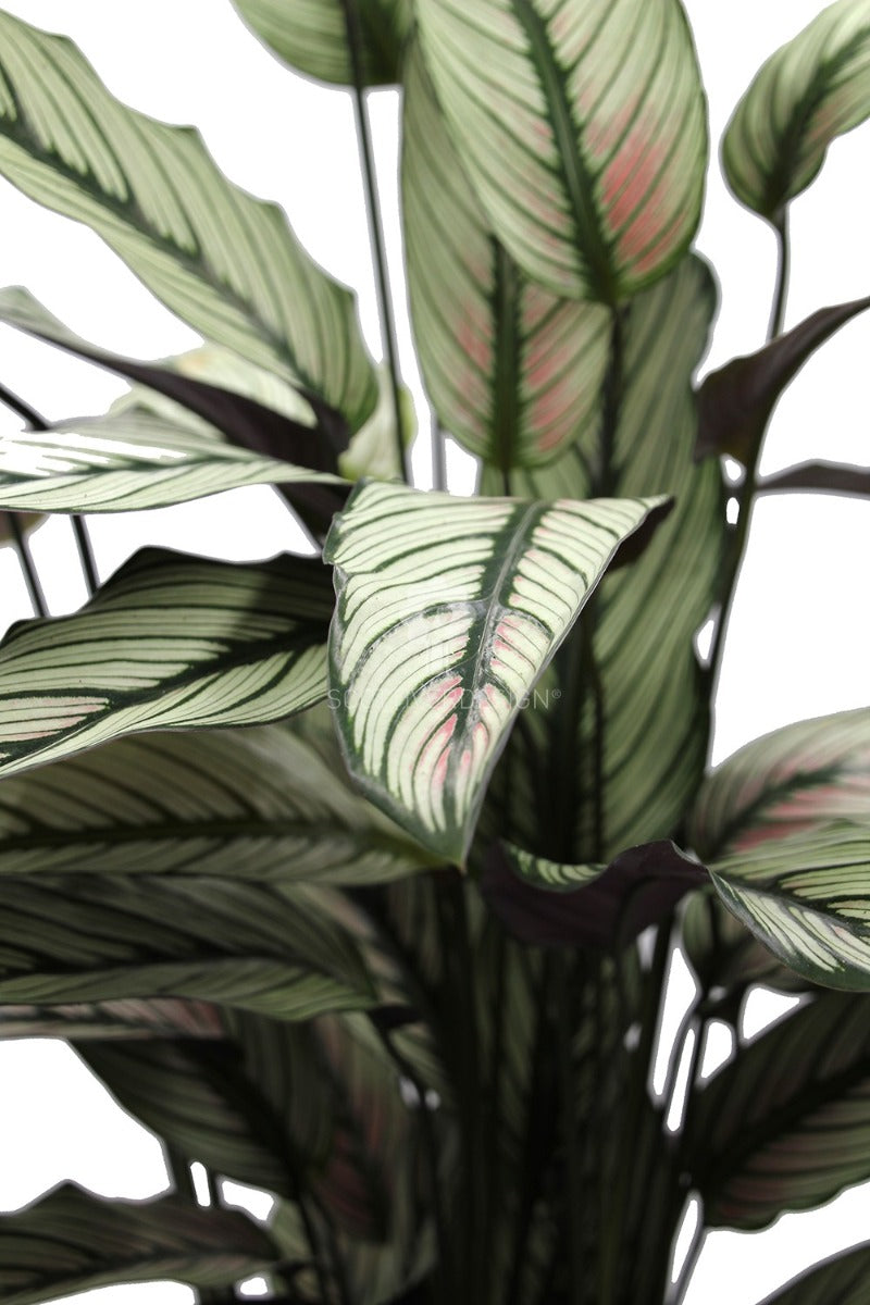 Calathea Majestica Whitestar : Piante verdi da appartamento - Calathea-whitestar-vaso19