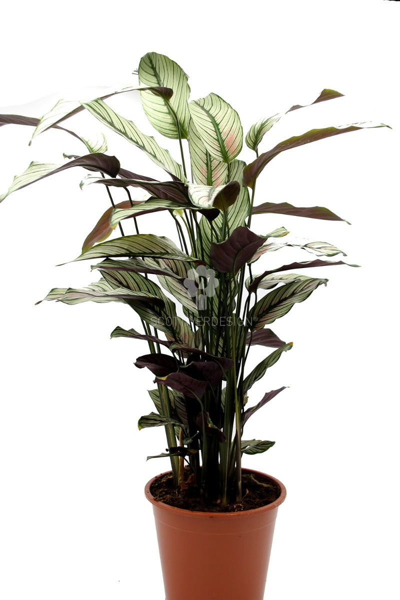 Calathea Majestica Whitestar : Piante verdi da appartamento - Calathea-whitestar-vaso19
