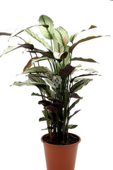 Calathea Majestica Whitestar : Piante verdi da appartamento - Calathea-whitestar-vaso19