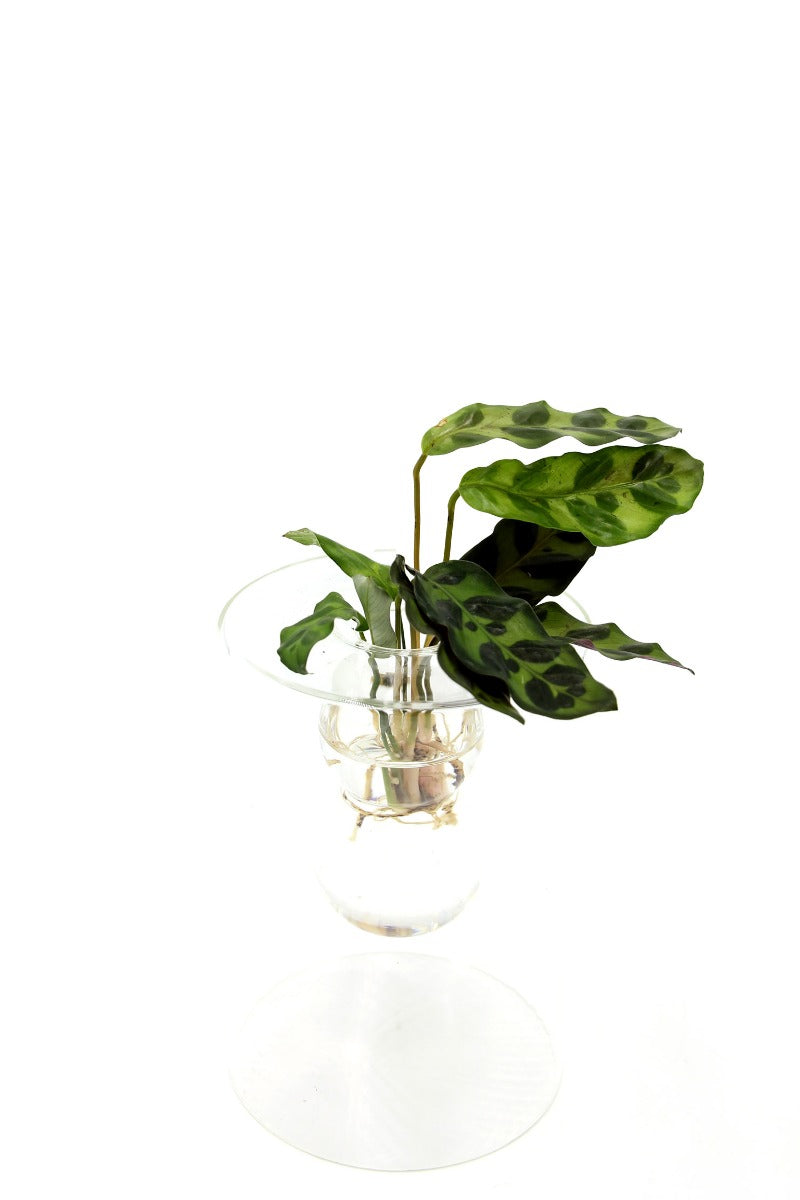 Calathea idroponica in vaso design vetro - calathea_idro_design_vetro