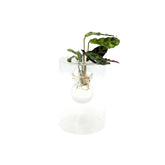 Calathea idroponica in vaso design vetro - calathea_idro_design_vetro