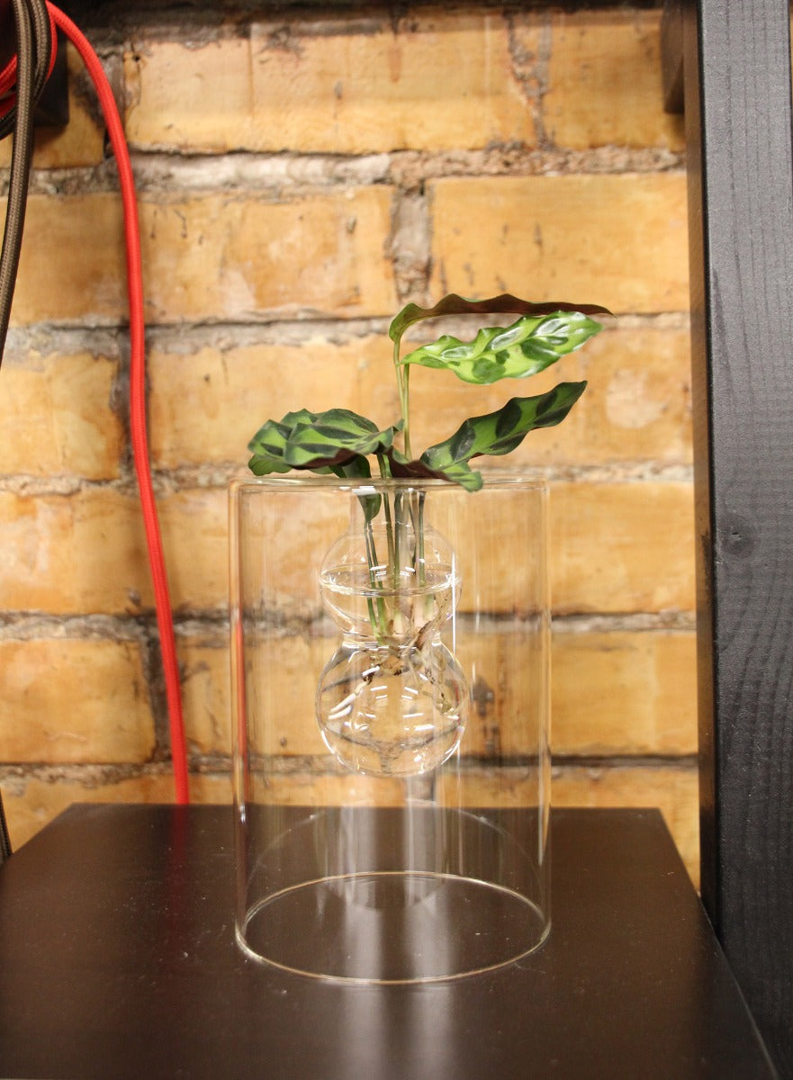 Calathea idroponica in vaso design vetro - calathea_idro_design_vetro
