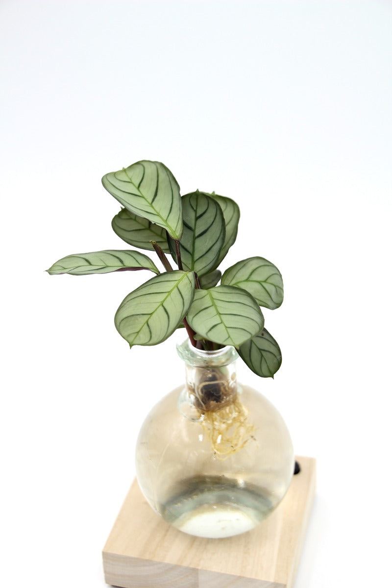 Calathea in sfera di vetro su base LED - Calathea-sfera-led-1