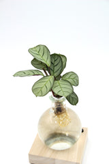 Calathea in sfera di vetro su base LED - Calathea-sfera-led-1