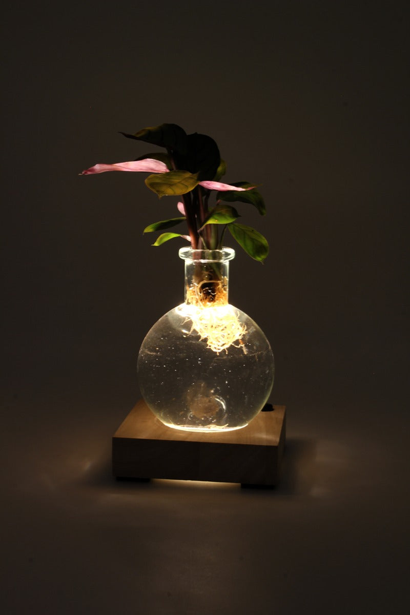 Calathea in sfera di vetro su base LED - Calathea-sfera-led-1