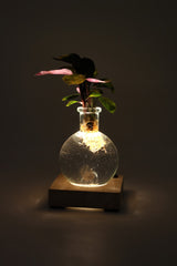 Calathea in sfera di vetro su base LED - Calathea-sfera-led-1