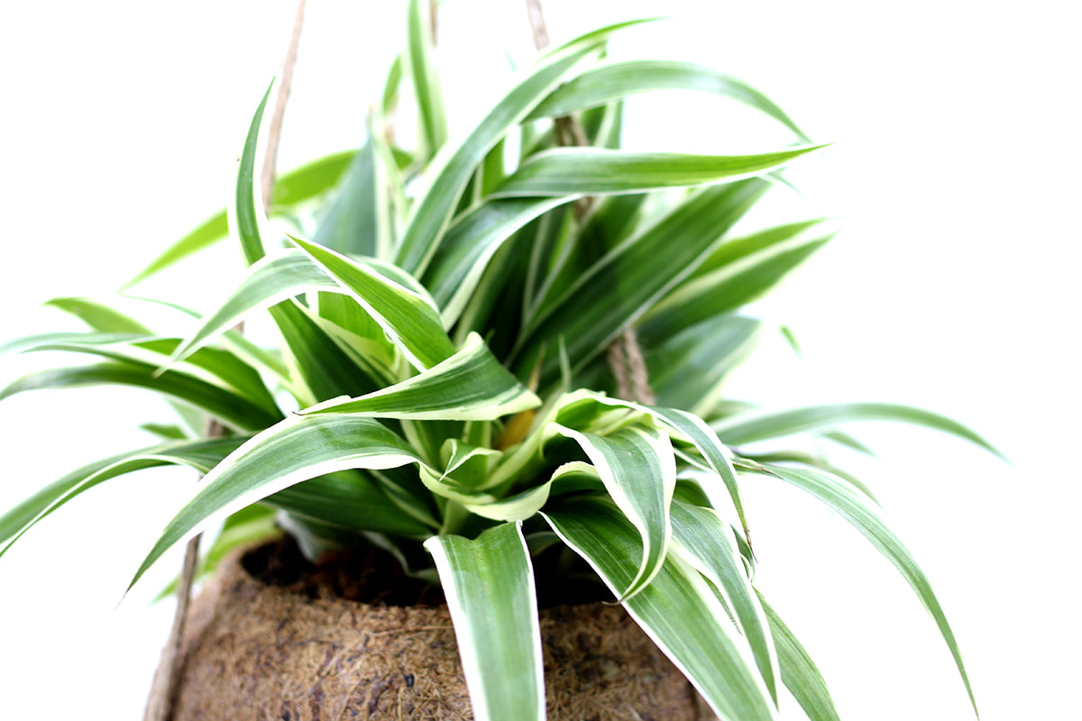 Clorofito in fibra di cocco da appendere - Clorofito-in-cocco