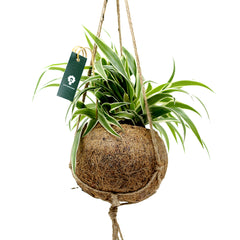 Clorofito in fibra di cocco da appendere - Clorofito-in-cocco