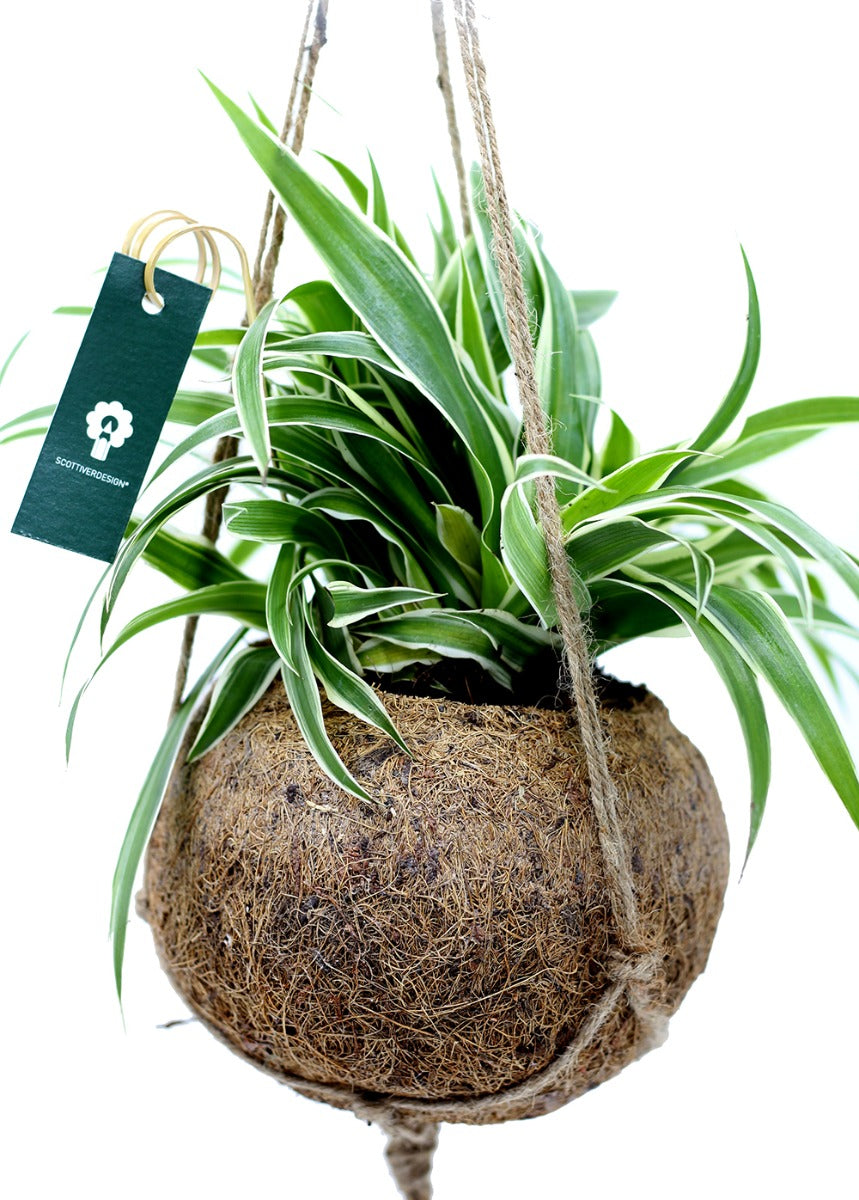 Clorofito in fibra di cocco da appendere - Clorofito-in-cocco