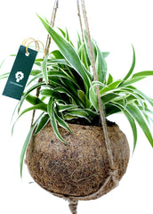 Clorofito in fibra di cocco da appendere - Clorofito-in-cocco