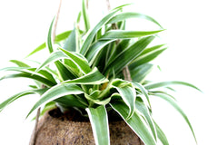 Clorofito in fibra di cocco da appendere - Clorofito-in-cocco