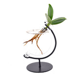 Bomboniera Eco Friendly | Clusia Princess Idroponica in Ampolla su Stand in Ferro - HAR_HJ6A00