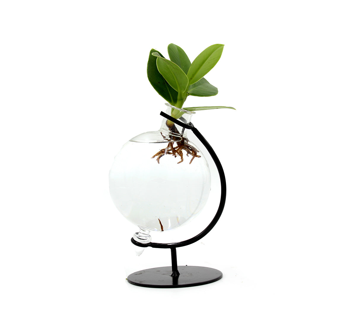 Clusia Princess Idroponica in ampolla di vetro - Clusia Princess in ampolla di vetro