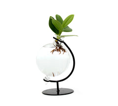 Clusia Princess Idroponica in ampolla di vetro - Clusia Princess in ampolla di vetro