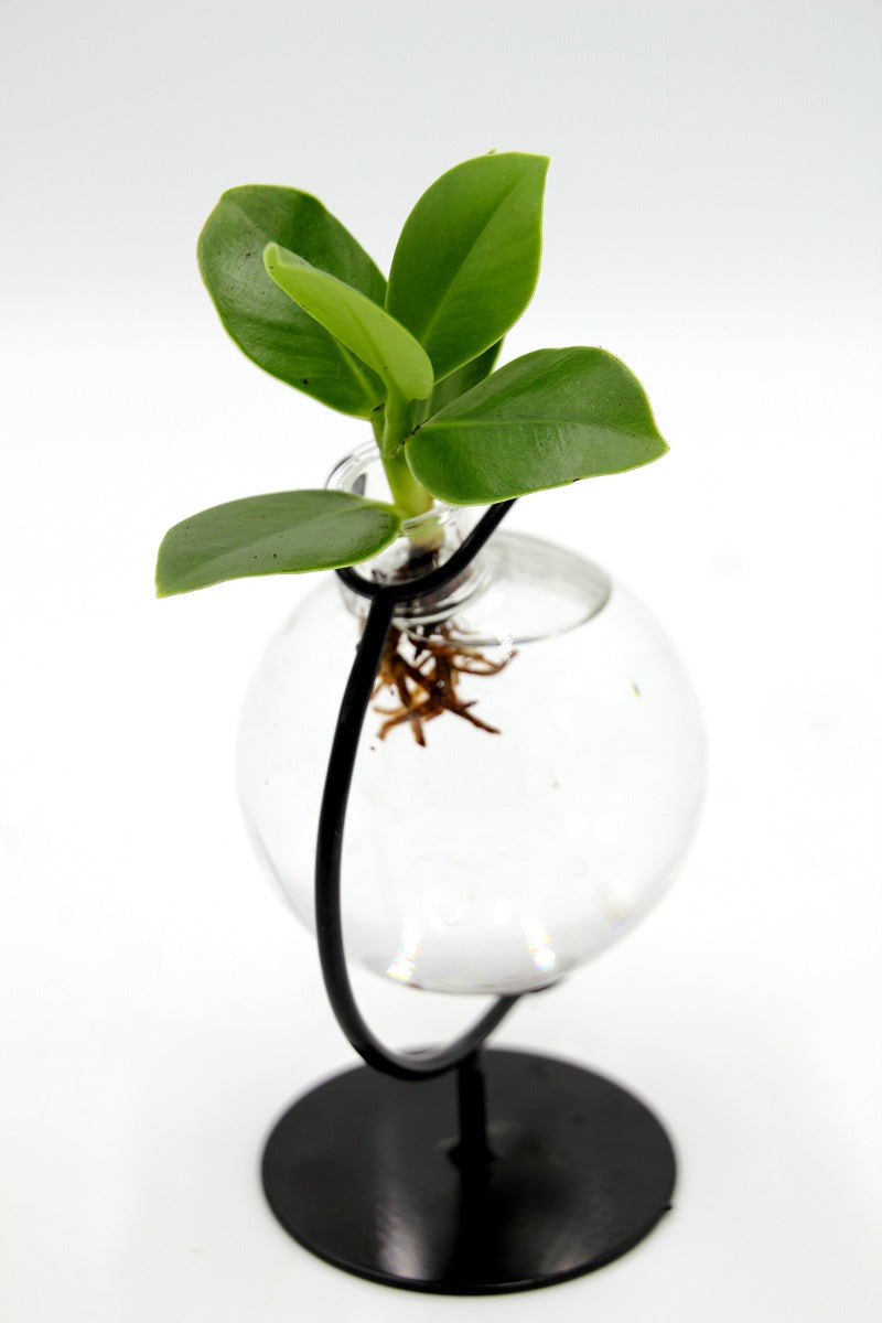 Clusia Princess Idroponica in ampolla di vetro - Clusia Princess in ampolla di vetro