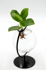 Clusia Princess Idroponica in ampolla di vetro - Clusia Princess in ampolla di vetro