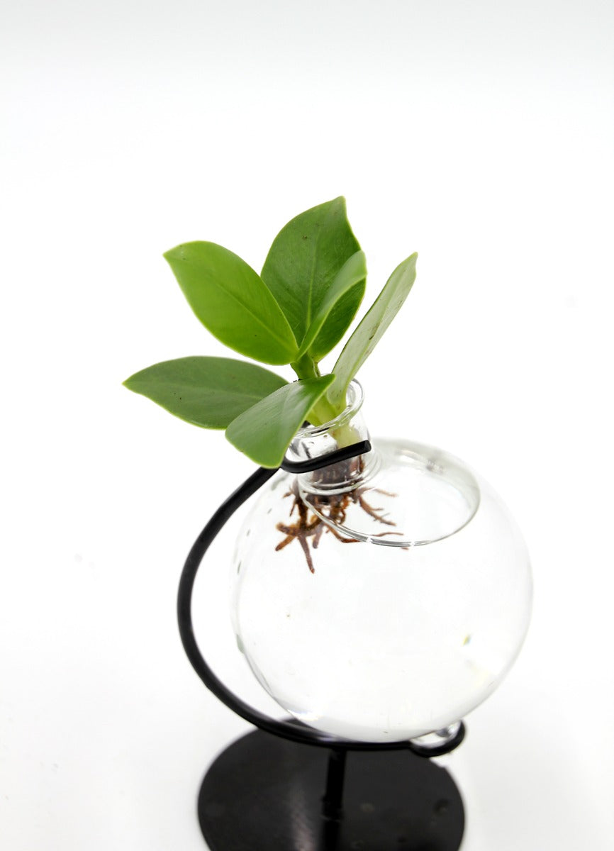 Clusia Princess Idroponica in ampolla di vetro - Clusia Princess in ampolla di vetro