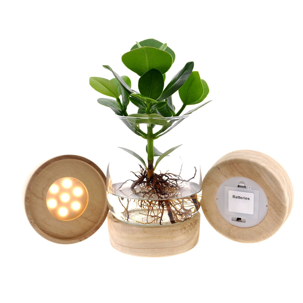 Clusia Idroponica in vaso di vetro svasato su base Led - 260312