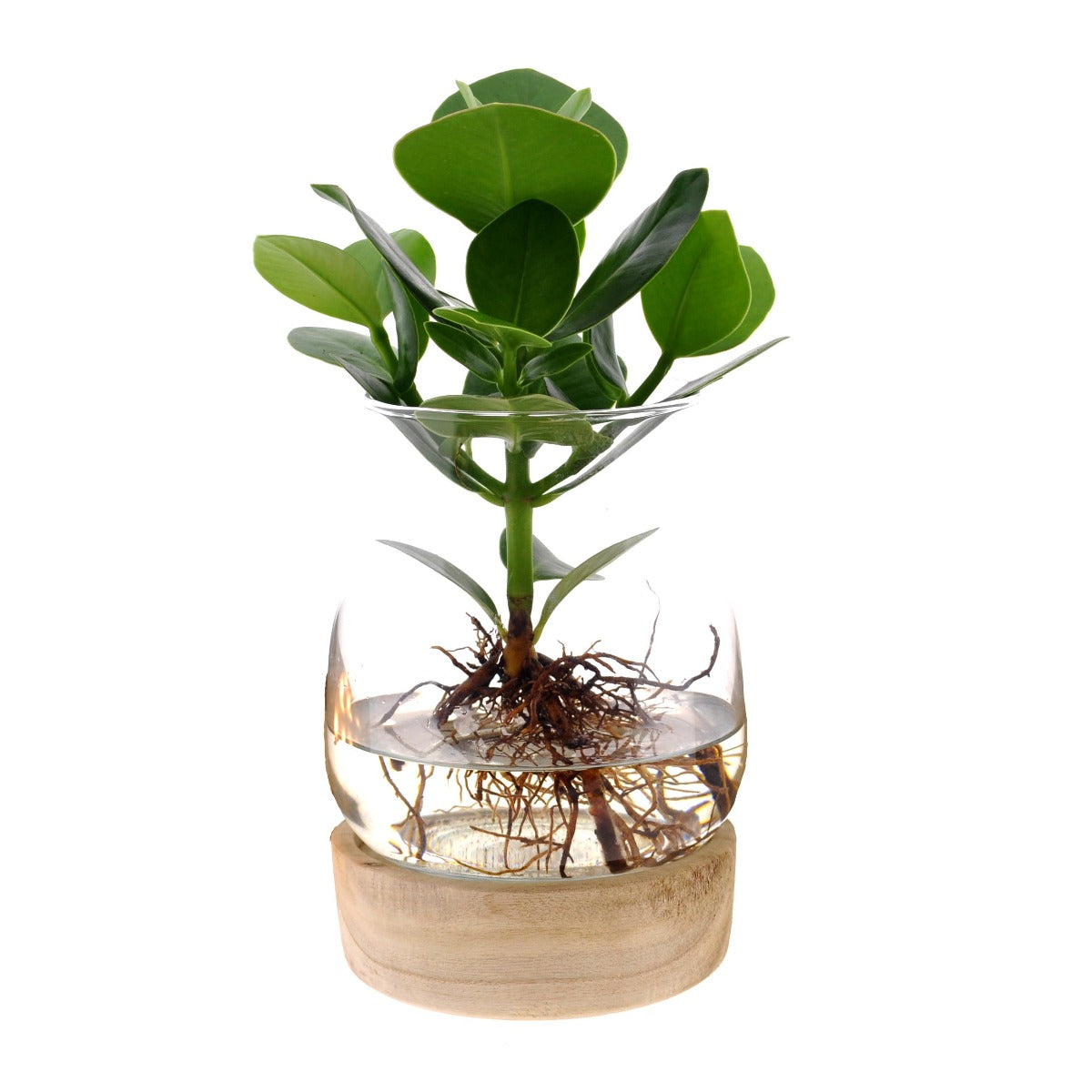 Clusia Idroponica in vaso di vetro svasato su base Led - 260312