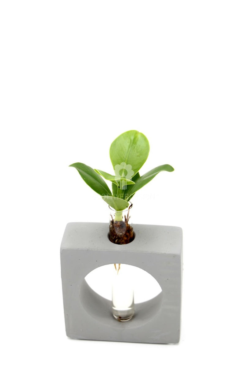 Clusia Princess Idroponica in quadrato di cemento - Clusia Princess quadro cemento