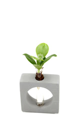 Clusia Princess Idroponica in quadrato di cemento - Clusia Princess quadro cemento