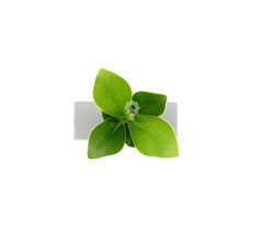 Clusia Princess Idroponica in quadrato di cemento - Clusia Princess quadro cemento