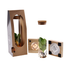 Clusia Idro in provetta di vetro su base LED - clusia-provetta-letta