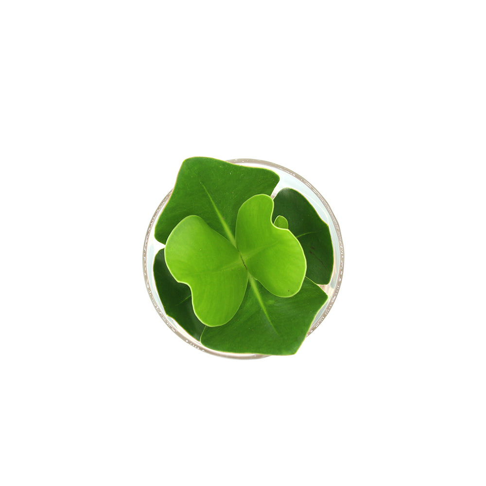 Clusia Idroponica in vaso su base di legno a LED - Clusia-LED