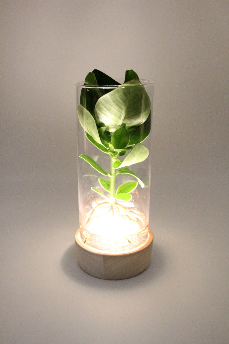 Clusia Idroponica in vaso su base di legno a LED - Clusia-LED