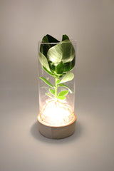 Clusia Idroponica in vaso su base di legno a LED - Clusia-LED