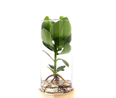 Clusia Idroponica in vaso su base di legno a LED - Clusia-LED