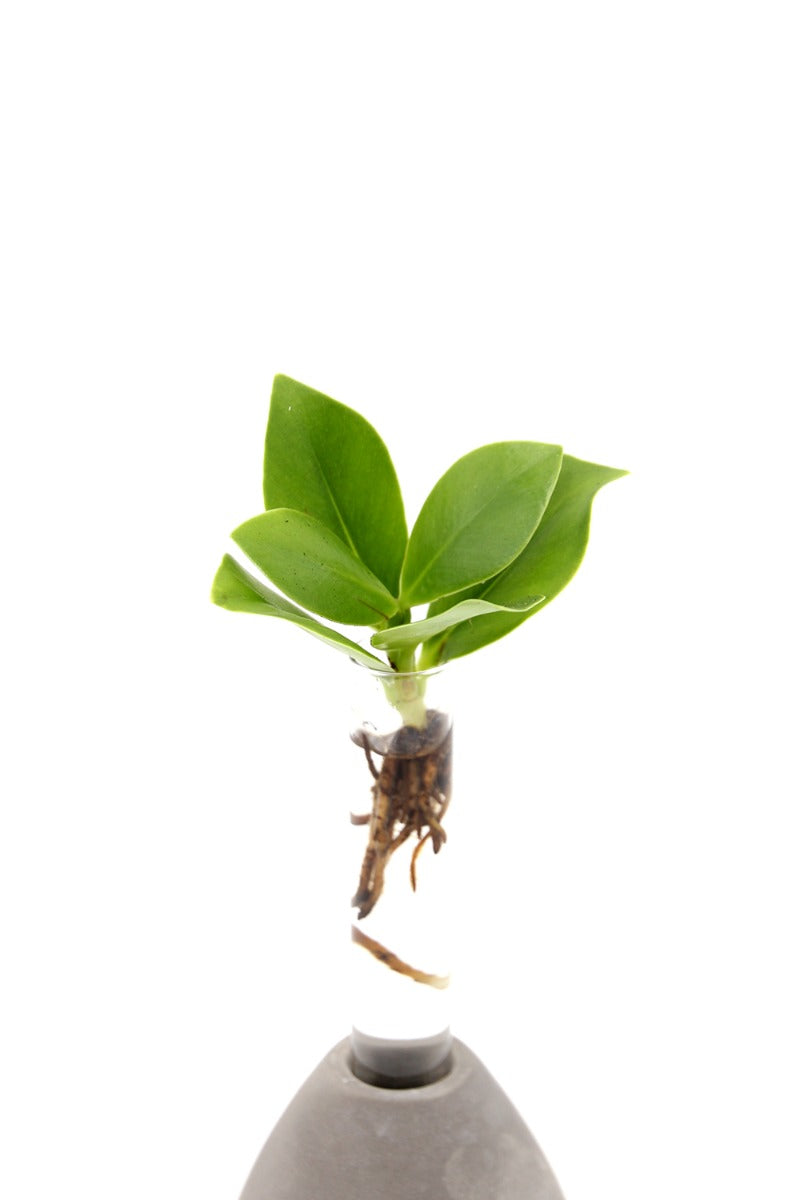 Clusia Princess Idroponica in goccia di cemento - Clusia-princess-goccia-di-cemento